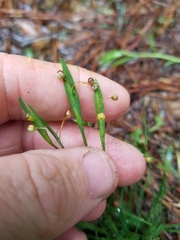Sisyrinchium rosulatum