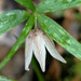 Fritillaria ayakoana - Photo (c) Laurence Hill, some rights reserved (CC BY-NC), uploaded by Laurence Hill