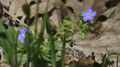 Nemophila pulchella