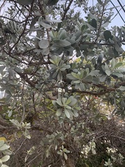 Conocarpus