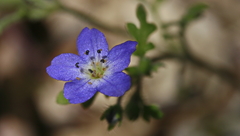 Nemophila pulchella