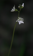 Lithophragma affine