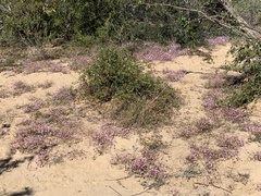 Stenotis asperuloides