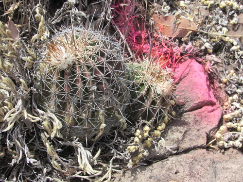 Image of Echinocereus stoloniferus by (c) Jonathan Rodriguez, some rights reserved (CC BY)