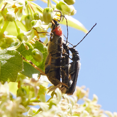 Callimoxys fuscipennis