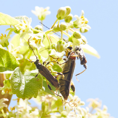 Callimoxys fuscipennis