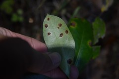Puccinia coprosmae