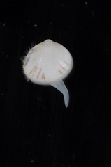 Laevicardium mortoni