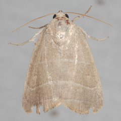 Bagisara repanda