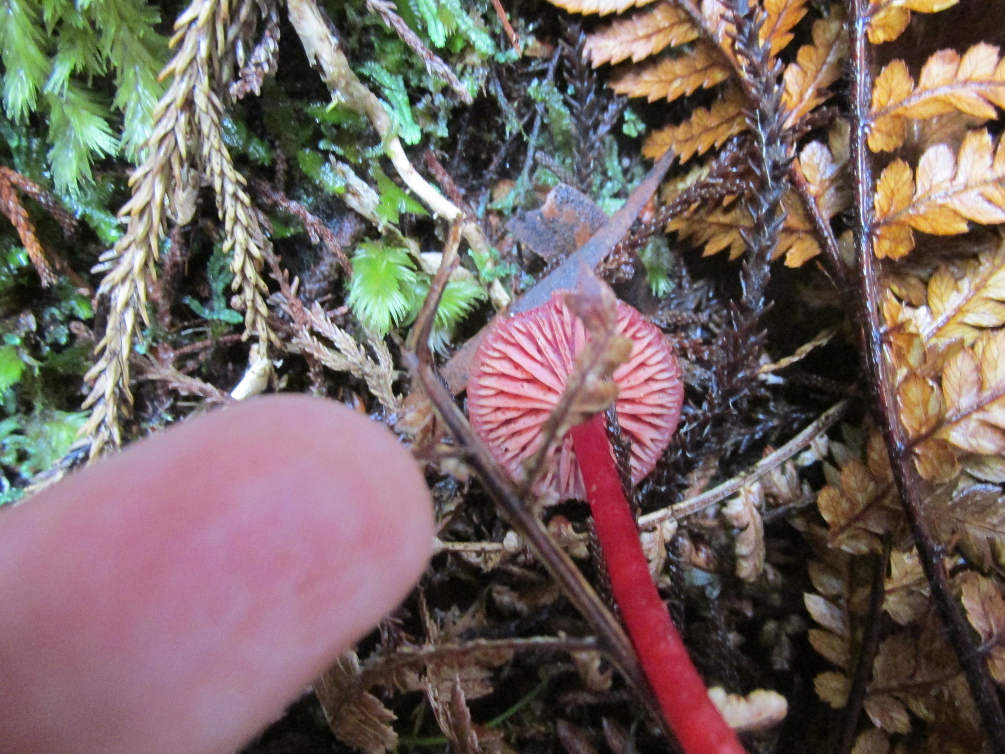 Hygrocybe firma image
