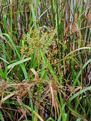 Cyperus papyrus
