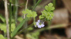 Nemophila parviflora quercifolia