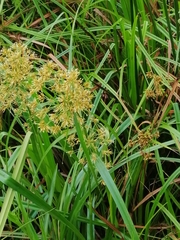 Cyperus papyrus
