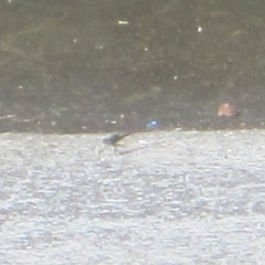 Oxyallagma dissidens