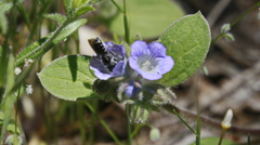 Phacelia congdonii