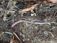 Lumbricus rubellus