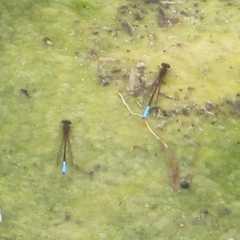 Oxyallagma dissidens