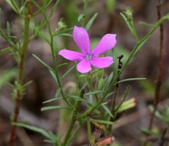 Phlox cuspidata