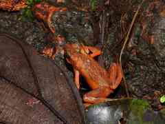 Atelopus flavescens