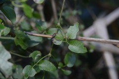 Phytomyza clematadi