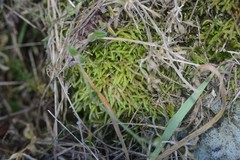 Acrocladium chlamydophyllum