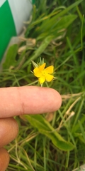 Hypericum silenoides