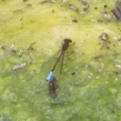 Oxyallagma dissidens