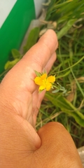 Hypericum silenoides
