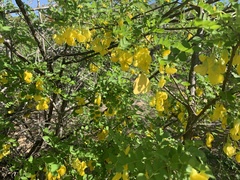 Diphysa occidentalis