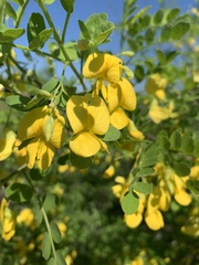 Diphysa occidentalis