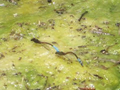 Oxyallagma dissidens