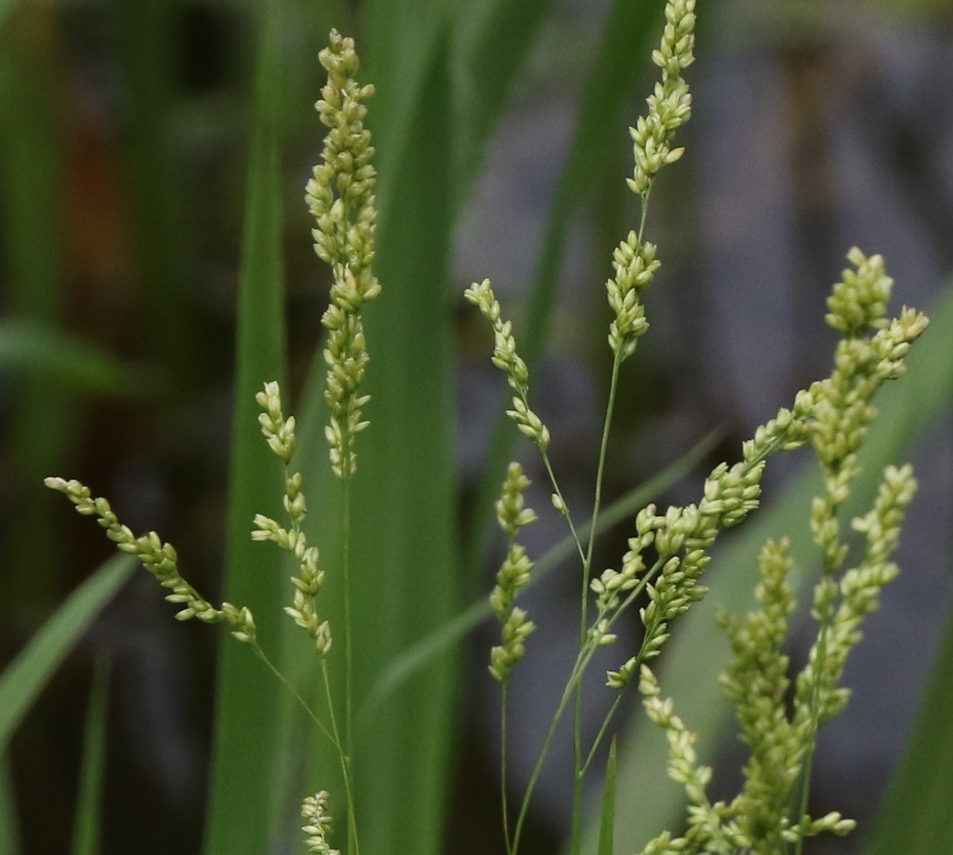 Steinchisma hians