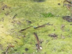 Oxyallagma dissidens