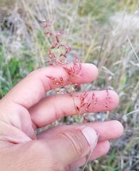 Melinis repens image