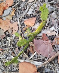 Opuntia mesacantha