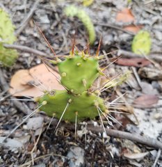Opuntia mesacantha