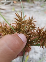 Cyperus planifolius