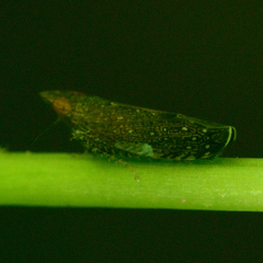 Scaphytopius magdalensis