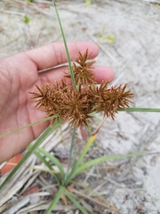 Cyperus planifolius