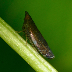 Scaphytopius magdalensis