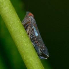 Scaphytopius magdalensis