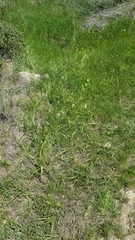 Toxicoscordion venenosum venenosum