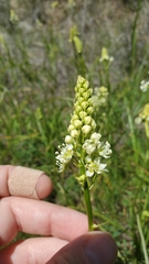 Toxicoscordion venenosum venenosum