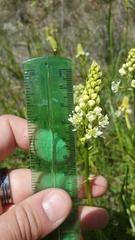 Toxicoscordion venenosum venenosum