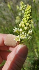 Toxicoscordion venenosum venenosum