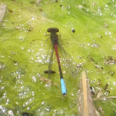 Oxyallagma dissidens