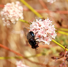 Copestylum comstocki