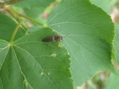 Agriotes fucosus