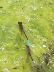 Oxyallagma dissidens