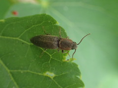 Agriotes fucosus